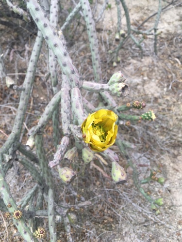 Cylindropuntia thurberi — photo