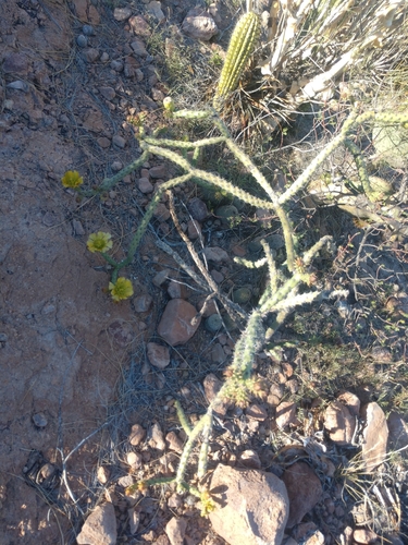 Cylindropuntia thurberi — photo