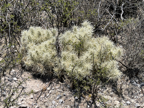 Cylindropuntia tunicata — photo