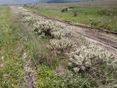 Cylindropuntia tunicata — photo