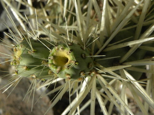 Cylindropuntia tunicata
