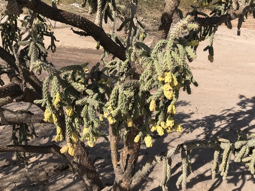 Cylindropuntia x kelvinensis (Kelvin's prickly pear) — photo