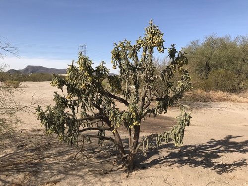 Cylindropuntia x kelvinensis (Kelvin's prickly pear) — photo