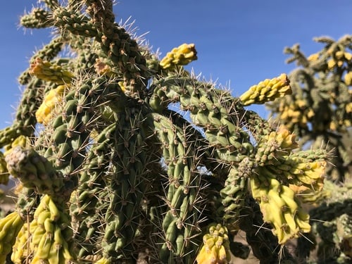 Cylindropuntia x kelvinensis