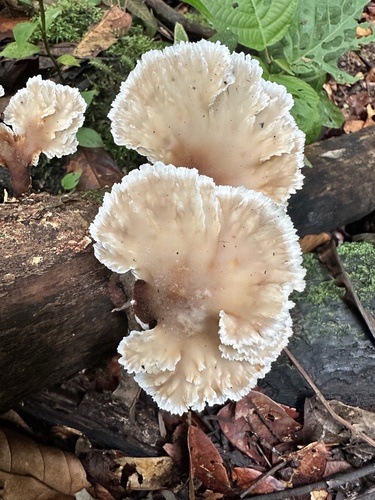 Cymatoderma dendriticum — photo