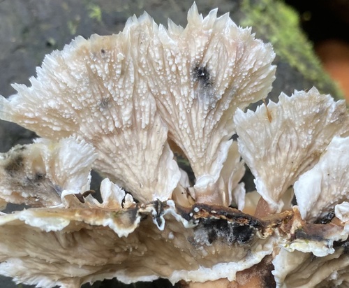 Cymatoderma dendriticum — photo