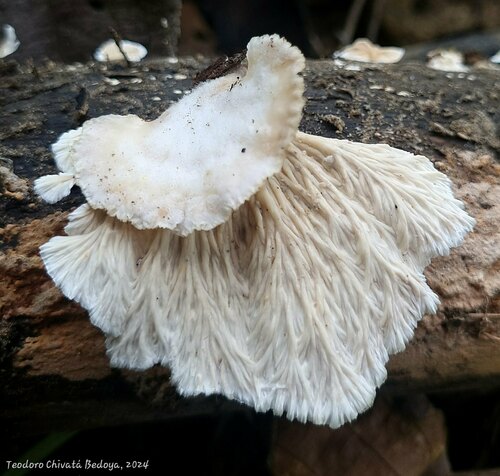 Cymatoderma dendriticum