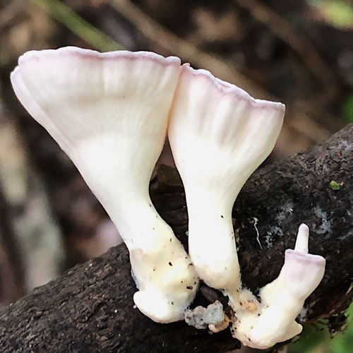 Cymatoderma elegans subsp. infundibuliforme — photo