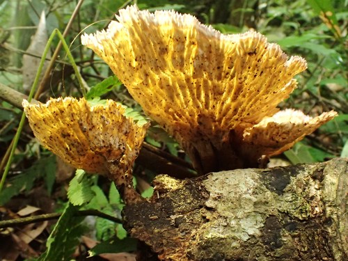 Cymatoderma elegans subsp. infundibuliforme — photo
