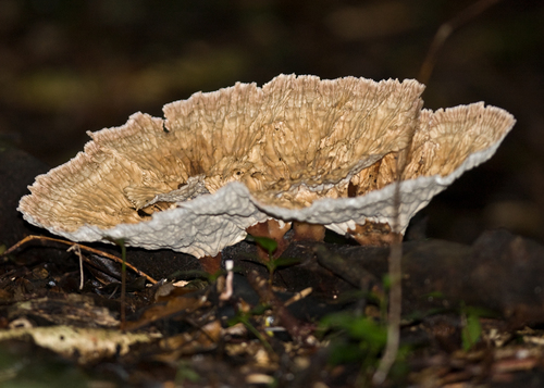 Cymatoderma elegans subsp. infundibuliforme