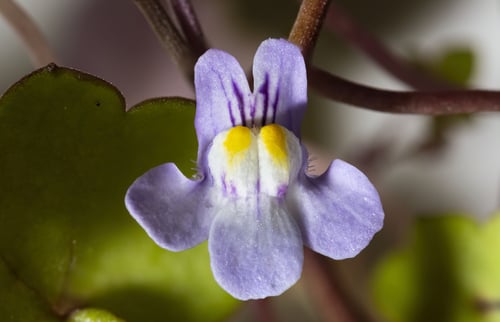 Cymbalaria muralis (Kenilworth ivy) — photo