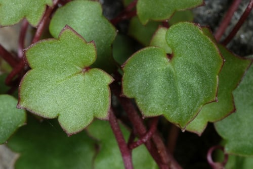 Cymbalaria muralis (Kenilworth ivy) — photo
