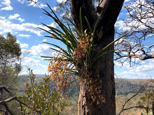 Cymbidium canaliculatum (Queensland tree orchid) — photo