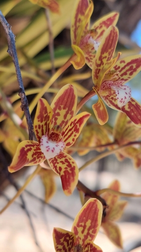 Cymbidium canaliculatum (Queensland tree orchid) — photo