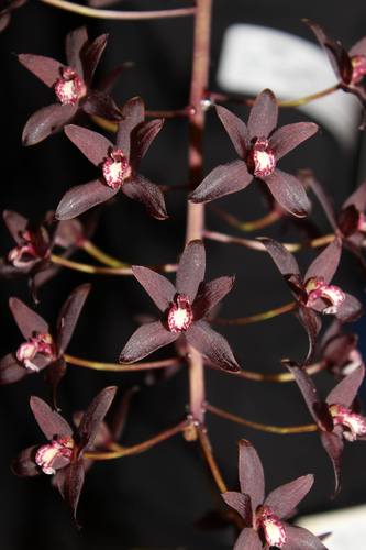 Cymbidium canaliculatum