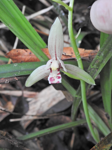 Cymbidium ensifolium (Sword cymbidium orchid) — photo