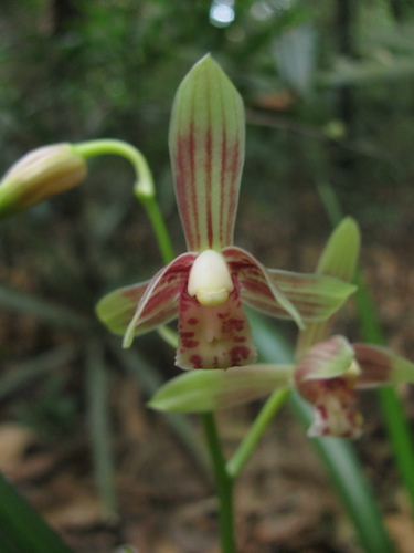 Cymbidium ensifolium (Sword cymbidium orchid) — photo