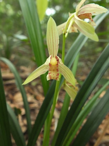 Cymbidium ensifolium