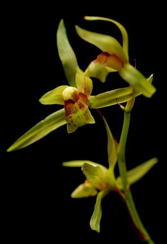 Cymbidium faberi — photo