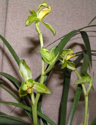 Cymbidium faberi — photo