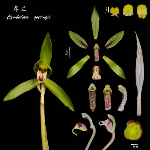 Cymbidium goeringii (Spring flower) — photo