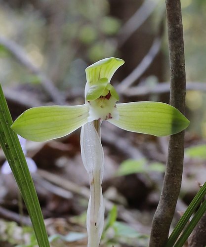 Cymbidium goeringii (Spring flower) — photo