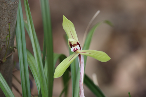 Cymbidium goeringii