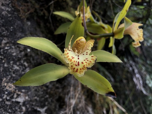 Cymbidium hookerianum — photo