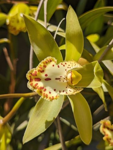 Cymbidium hookerianum — photo