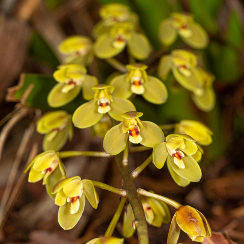 Cymbidium madidum (Buttercup Orchid) — photo