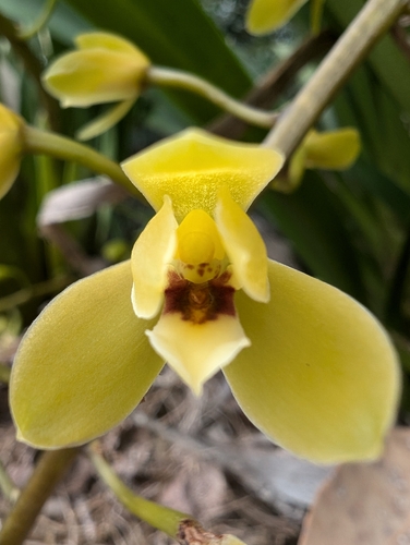 Cymbidium madidum (Buttercup Orchid) — photo