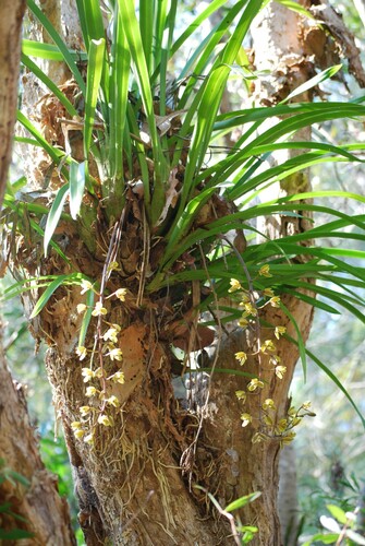 Cymbidium madidum