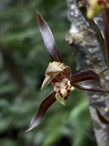 Cymbidium sinense — photo