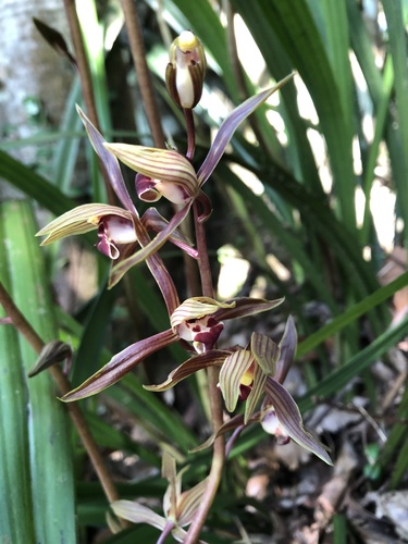 Cymbidium sinense — photo