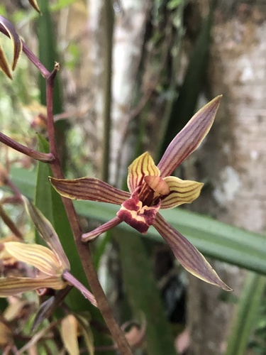 Cymbidium sinense