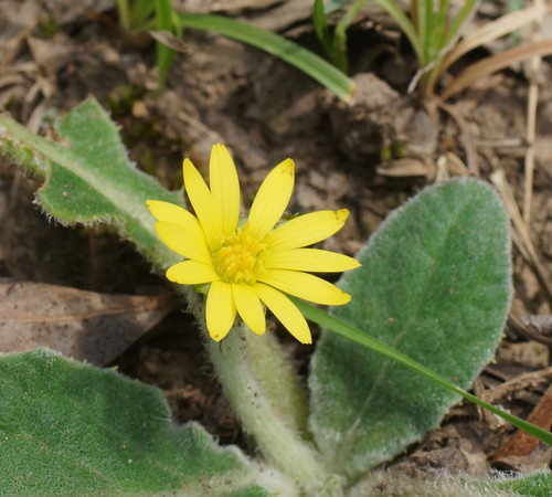 Cymbonotus preissianus (Austral bear's ears) — photo
