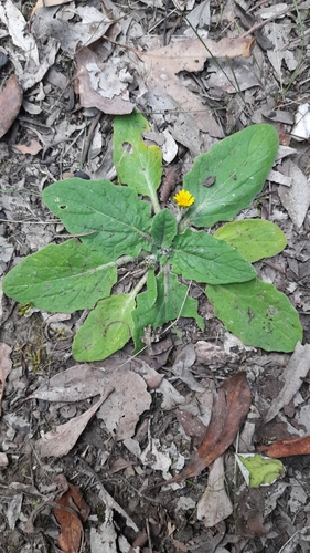 Cymbonotus preissianus (Austral bear's ears) — photo