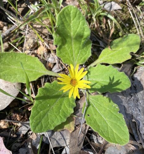Cymbonotus preissianus