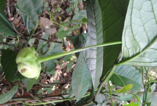 Cymbopetalum brasiliense (Brazil cymbopetalum) — photo