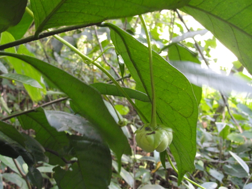Cymbopetalum brasiliense (Brazil cymbopetalum) — photo