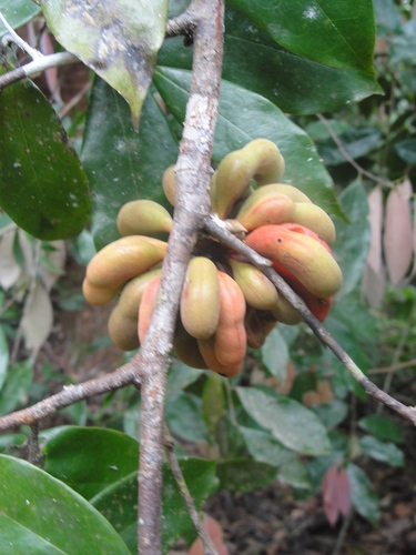 Cymbopetalum brasiliense