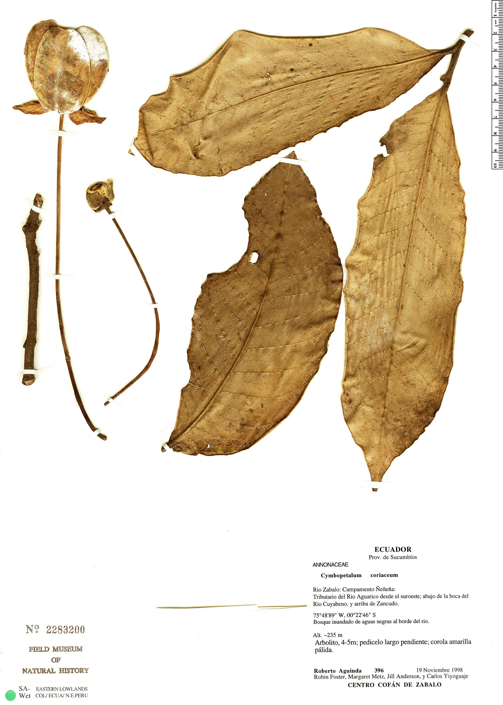 Cymbopetalum coriaceum (Leathery cymbopetalum) — photo