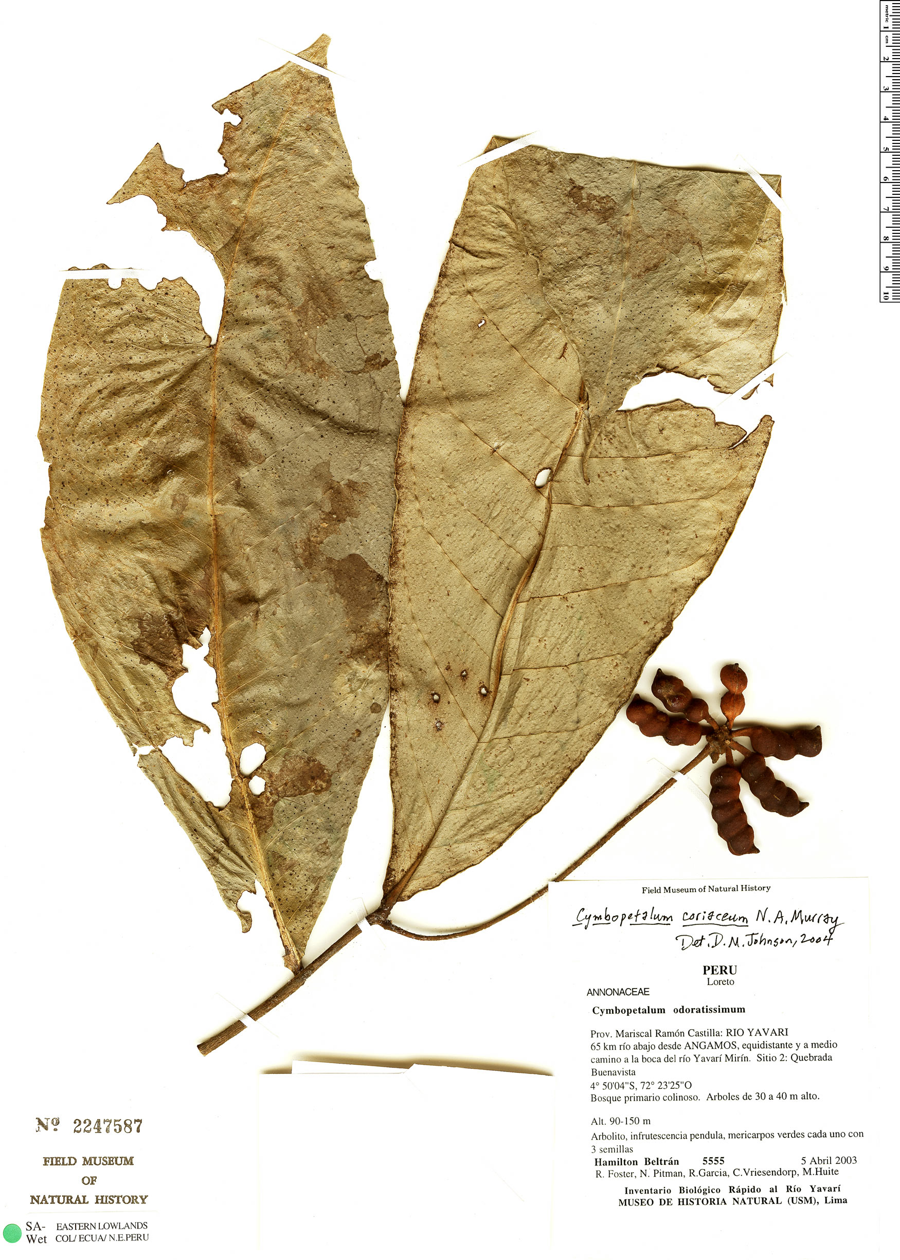 Cymbopetalum coriaceum