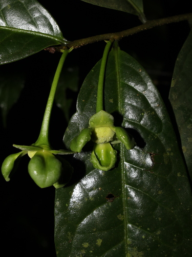 Cymbopetalum costaricense (Ear flower) — photo