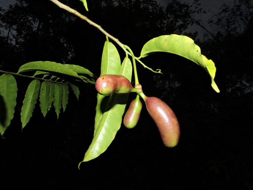 Cymbopetalum costaricense