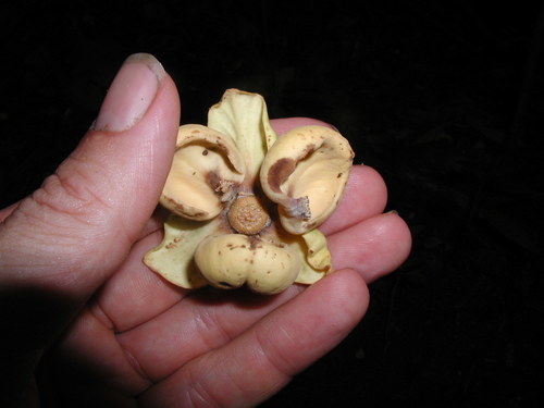 Cymbopetalum mayanum
