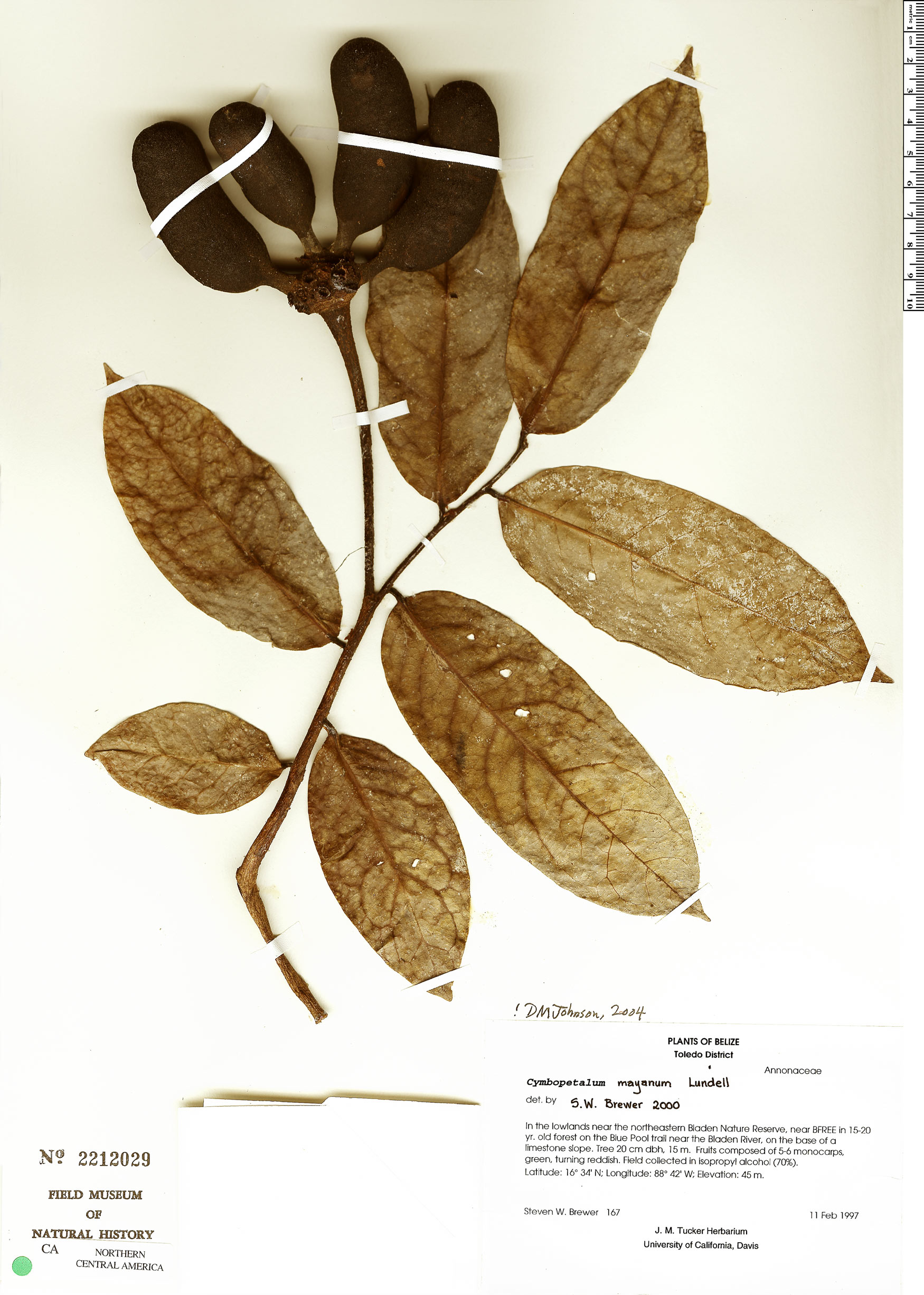 Cymbopetalum mayanum (Maya cymbopetalum) — photo