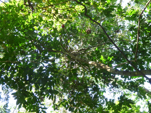Cymbopetalum penduliflorum (Mexican earflower) — photo