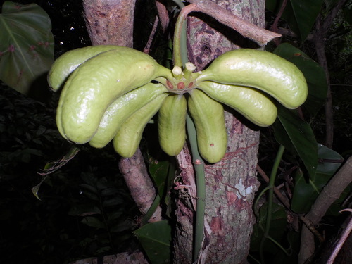 Cymbopetalum penduliflorum