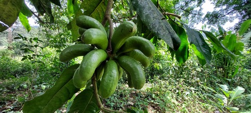 Cymbopetalum penduliflorum (Mexican earflower) — photo